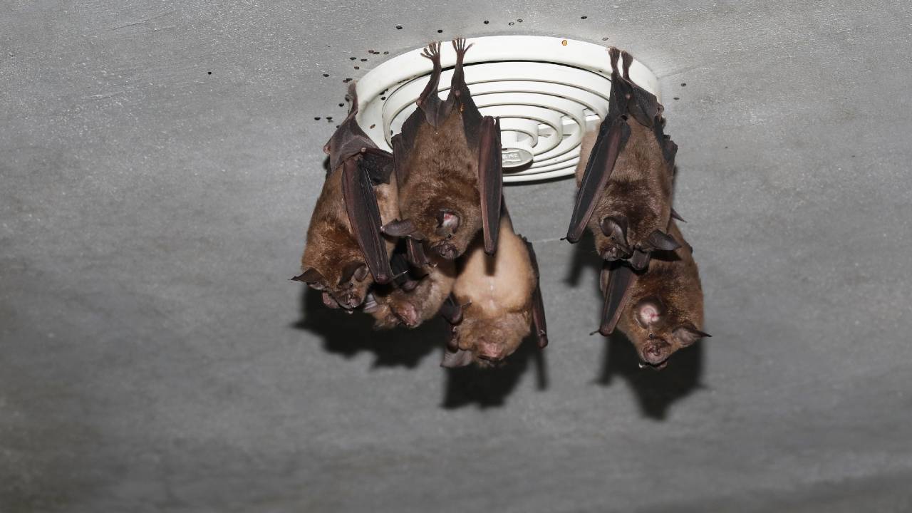 狂犬病だけではない…身近な動物から感染するウイルス【東大医科学研究所感染症国際研究センター長・監修】