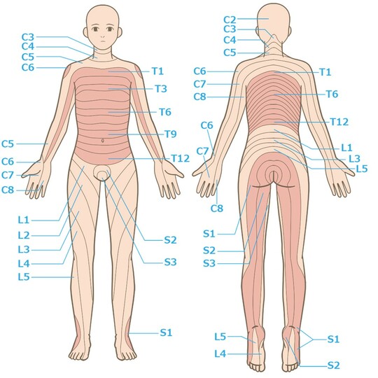 C：頚椎　T：胸椎　L：腰椎　S：仙椎 第4腰椎にすべり症が発症した場合、「L4」と書かれた部位に痛みやしびれなどが出やすい