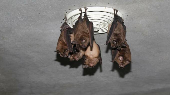 狂犬病だけではない…身近な動物から感染するウイルス【東大医科学研究所感染症国際研究センター長・監修】