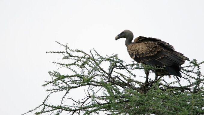 ワコールとデサント提携　まさに「リアル・ハゲタカ」 デサント株の争奪戦？