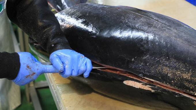 【史上最高値】豊洲の初競り、大間のマグロ「5億円超」で落札――「落札したすし店」と「釣り上げた漁師」それぞれにかかる税金の違い