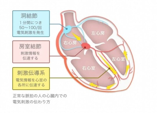 ［図表1］心臓のなかを電気が流れる様子 イラスト：東京ハートリズムクリニックHP（https://www.tokyo-heart-rhythm.clinic/medical-content/contents/part-1/chapter-1/）