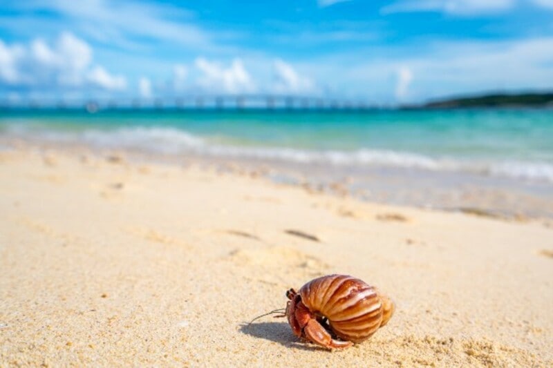 （画像：PIXTA）