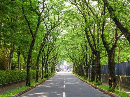 大泉学園町の高級住宅地に隣接する、都立大泉中央公園近くの桜並木／PIXTA