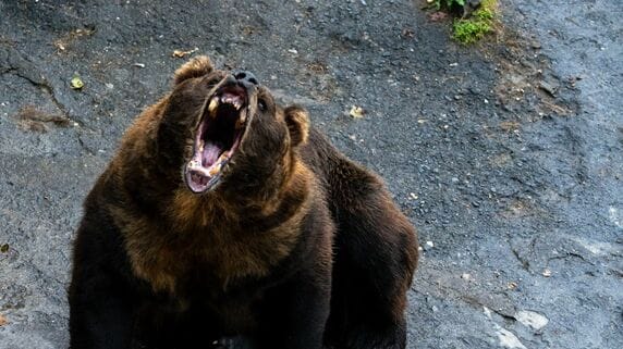 『今年の漢字』1位「熊」、2位「米」、3位「高」…底堅いデータの裏で、国民が悲鳴を上げた“身の危険”と“生活苦”のリアル【解説：エコノミスト宅森昭吉氏】