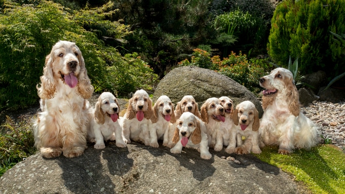 事業承継した動物病院の大多数が売り上げを伸ばしている理由