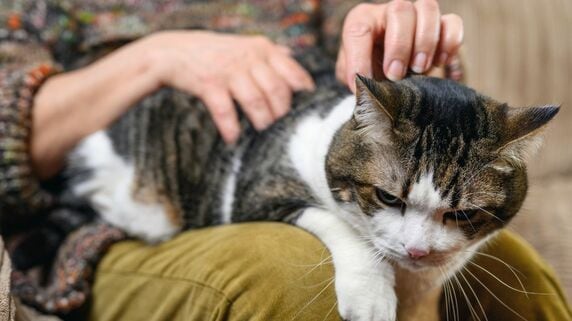 年金10万円・老後資金“ゼロ”…絶望的状況の60代おひとり様女性。不動産業者が告げた、築50年・猫の毛と埃まみれの実家にある「まさかの宝」