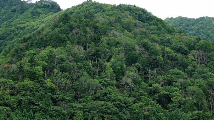 買取価格の設定に見る「日本型バイオマスFIT」の特異性②