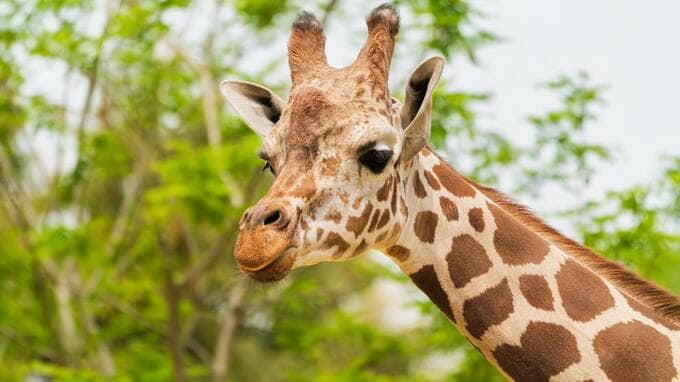 「現代のキリン」はなぜ首が長いのか…イノベーションを起こす“意外なヒント”