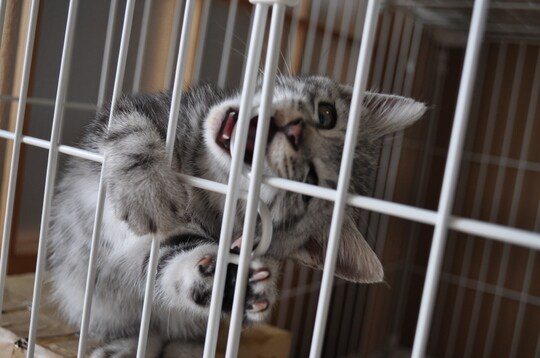 出所:『25歳のみけちゃん』(主婦の友社)より抜粋