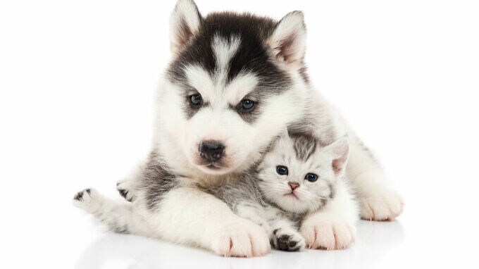 ペット保険収入　初の100億円超え　小さな記事ですが･･･