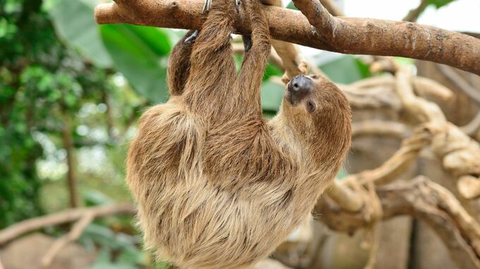 厳しい時代、老後を生き抜くために…“保守的”でありながら“新しい価値”も受け入れる「ナマケモノ戦略」という考え方【作家・佐藤優氏の提言】