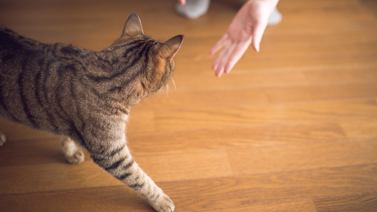 「ペット共生住宅」で賃貸市場での競争力を高めた事例