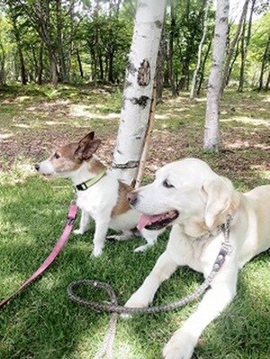 Mさんの愛犬、マイクとホセ（別荘地内で撮影）