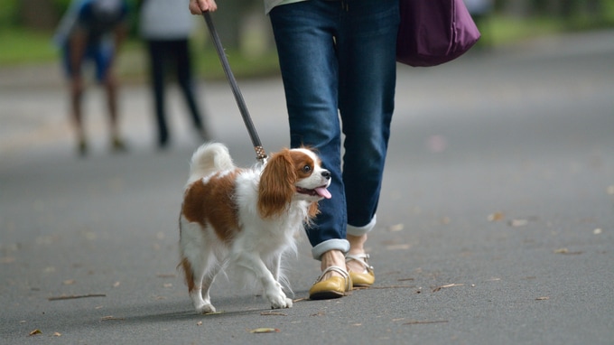 動物病院と自宅を兼用とすることで得られるメリットとは？