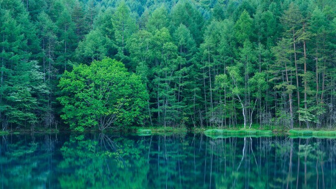 森林資源への投資の魅力