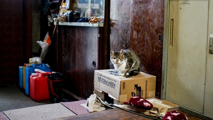 ペットOK物件だが…猫の糞尿で床を全面張替え、修繕費負担は「オーナー」か「入居者」か【弁護士が事例解説】