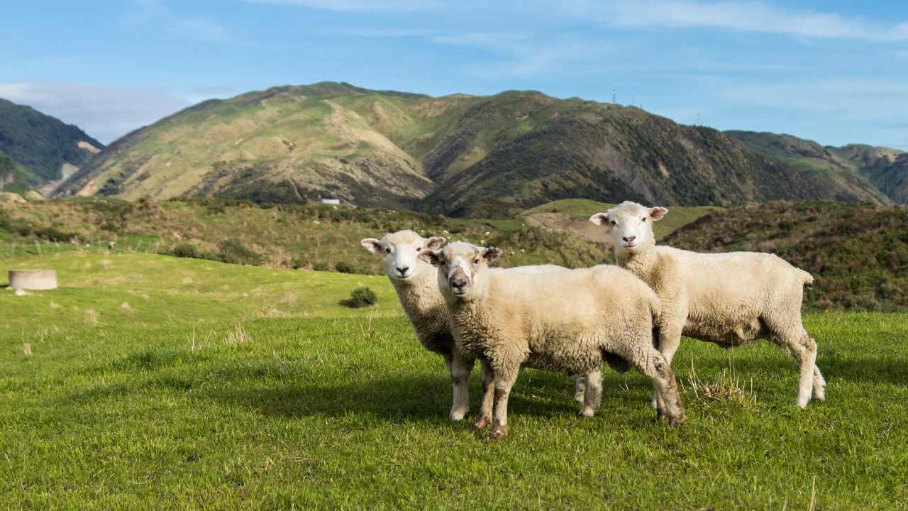 ニュージーランド「投資家ビザ」規制緩和へ…日本の富裕層、「海外不動産投資」「海外移住」の動きが加速する？【特定行政書士が解説】 | スマートニュース