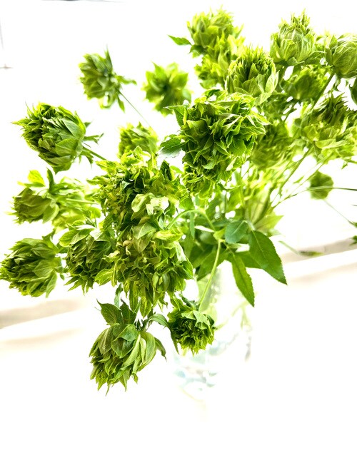 コンキュサーレ