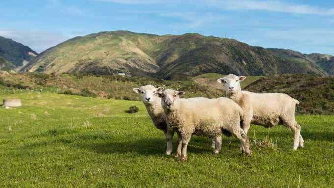 ニュージーランド「投資家ビザ」規制緩和へ…日本の富裕層、「海外不動産投資」「海外移住」の動きが加速する？【特定行政書士が解説】