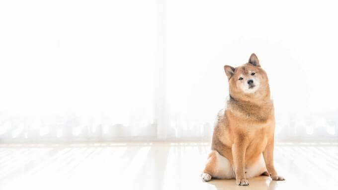 ペットの犬・猫の生涯に「いくらかかるか」知っていますか？