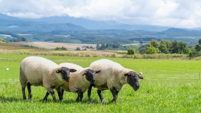 NZ、永住権の取得条件緩和がもたらす不動産投資のチャンス