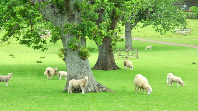 実例で見るNZオークランド不動産の「値上がり」事情