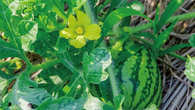 農地の相続税を「地積模の大きな宅地の評価」で減額した事例