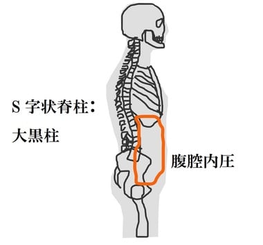 頭部と体幹と上肢の重量が全て脊柱下端の腰椎にかかるようになり、脊柱は上半身を支える大黒柱に変化した。