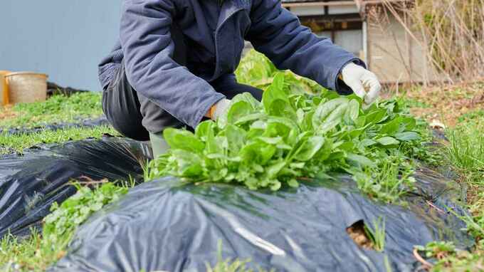 「のんびり畑でもやろう」妻のひと言で決めた地方移住…3年後に待っていた“まさかの現実”