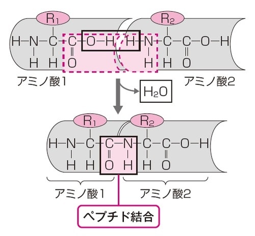 イラスト：有限会社 熊アート 出所：伊藤和修著『大人の教養　面白いほどわかる生物』（KADOKAWA）