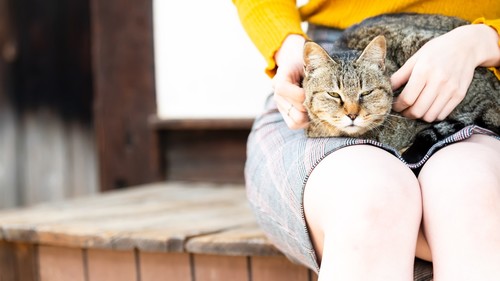 冷酷な主人や底意地の悪い先輩たち、人間関係に恵まれなかった奉公先で、猫は唯一の味方でもあったという。（※写真はイメージです／PIXTA）
