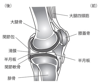 ［図表2］ 膝関節の構造（側面から）