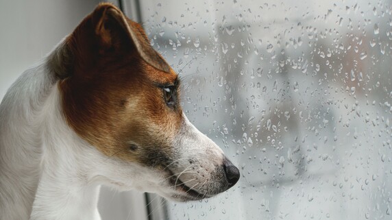 ペットも相続対象だが…もし“相続放棄”されたらどうなる？愛犬や愛猫は「課税対象」になるのか【ペット相続の専門家が解説】