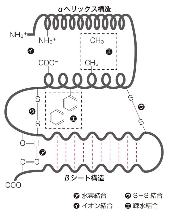 イラスト：有限会社 熊アート  出所：伊藤和修著『大人の教養　面白いほどわかる生物』（KADOKAWA）