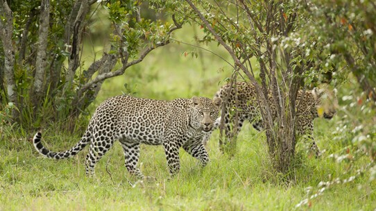 野生動物の個体データをビジネスに!? スリランカの新サファリ